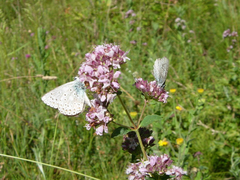 Maculinea sp. (Lepidoptera, Lycaenidae)